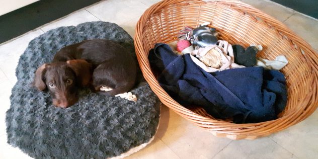 Seppel „vom Uplenger Moor“: Februar und März 2017 bei Familie Glombik in Blumenthal