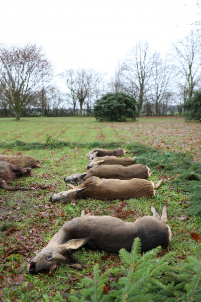Drückjagd bei Isabel und Uli 2019