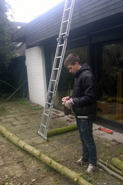 Baum fällen bei Jürgen 2014