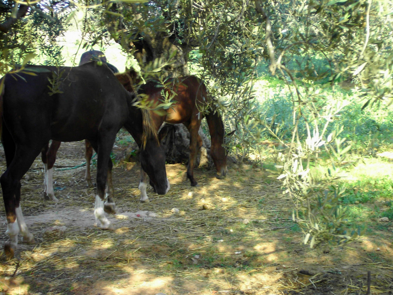 Lynn und Jamie in Tunesien 2009
