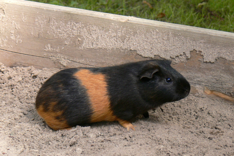 Unsere Meerschweinchen 2007