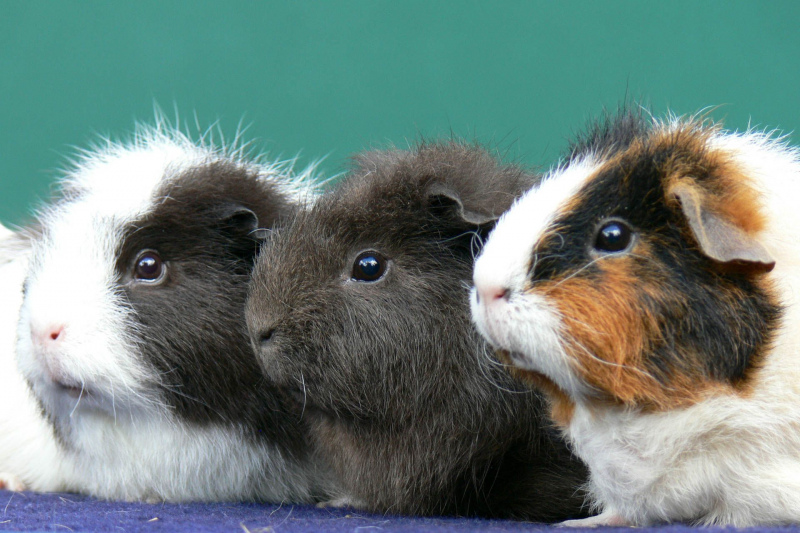 Unsere Meerschweinchen 2007