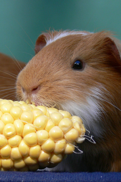 Unsere Meerschweinchen 2007