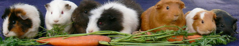 Unsere Meerschweinchen 2007