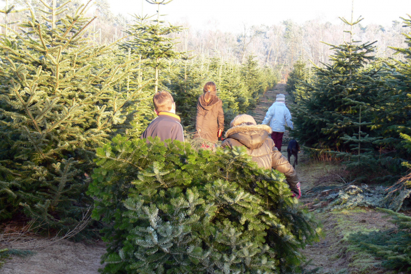 Weihnachtsbaum holen 2007
