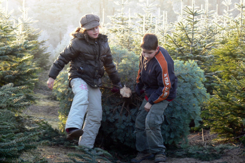 Weihnachtsbaum holen 2007