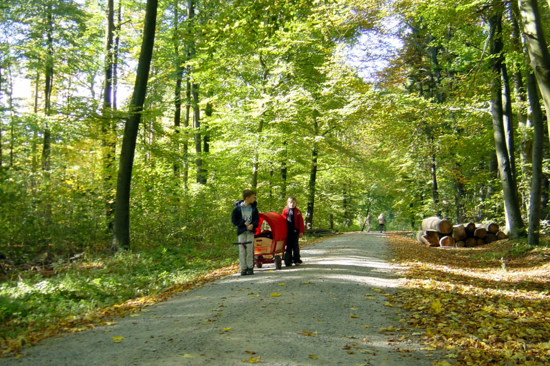Wanderung im Elm 2005